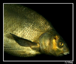 Close look at a bream - the same as last dive - covered w... by Daniel Strub 